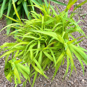 O18. Parastais miežabrālis - Pure Gold