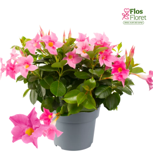 G92. Mandevilla - Diamantina Jade Pink