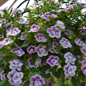 H38. Kalibrahoja - Calita Double Blue Bicolor