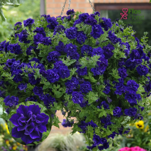 M44. Petūnija - Tumbelina Belinda (nokarena)