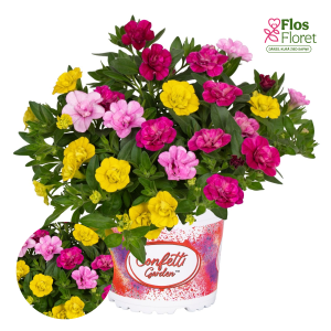 H85. Puķu maisījums - Confetti Garden MyBonnie 2025