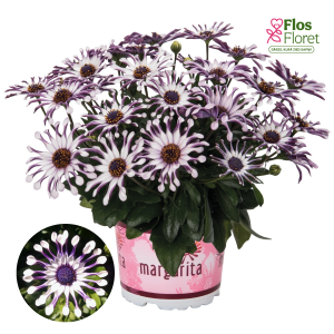 M22. Akmeņsēkle - Margarita White Spoon