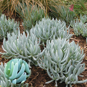 O19. Ložņu krustaine - Blue