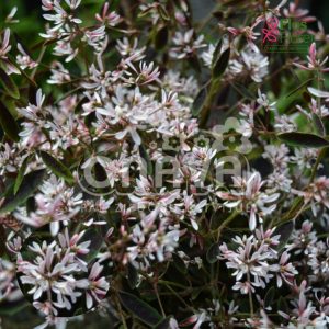 O20. Asinszāļlapu hamesice - Mont Blanc