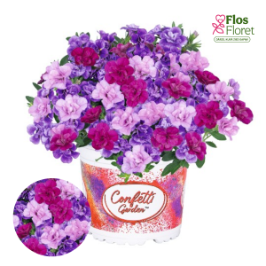 H87. Puķu maisījums - Confetti Garden MyGirly 2026