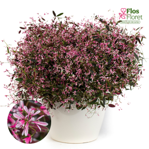 O21. Asinszāļlapu hamesice -  Starblast Pink