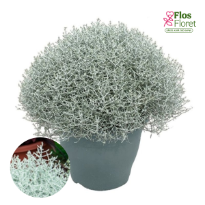 O22. Brauna kalocefāle - Silver Bush (Silvercalos)