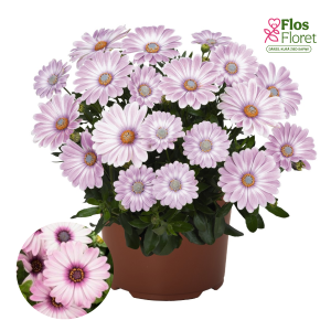 M26. Akmeņsēkle - Margarita Plus Zebra Pink