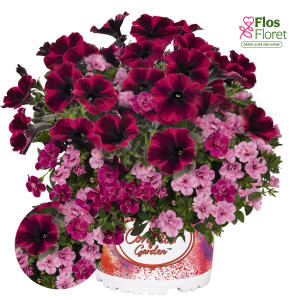 H90. Puķu maisījums - Confetti Garden Speedy Pink