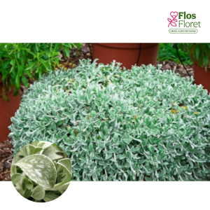 O24. Garkātu salmene -  Moes Silver