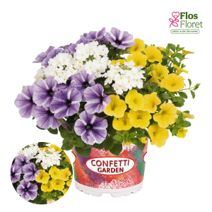 H91. Puķu maisījums - Confetti Garden Starfish