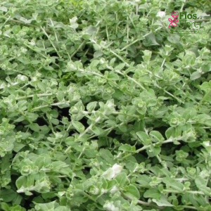 O25. Garkātu salmene -  Nana Silver