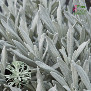 O27. Stohādu salmene - Sylvita Broadleaf Silver