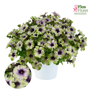 M31. Petūnija - Amazonas Plum Cockatoo