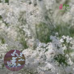 O28. Silver Queen - Silver Queen