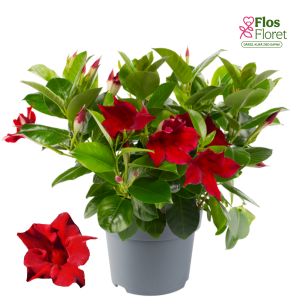 G93. Mandevilla - Diamantina Jade Red