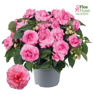 K73. Vallera balzamīne - Anniņas - Glimmer™ Pink