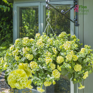 M45. Petūnija - Tumbelina Matilda (nokarena)