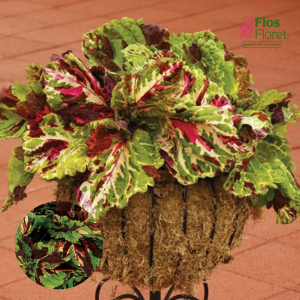 M73. Skaistnātrītes - Kong Mosaic	