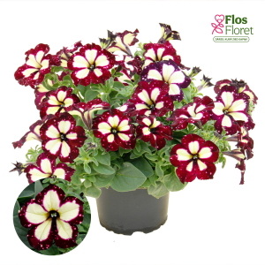 M32. Petūnija - Lightning Sky