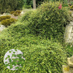 O29. Skaujošā mīlenbekija  - Minero