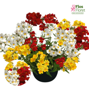 H96. Krūmveida nemēzija - TrioMio Sunsatia Plus Alegria