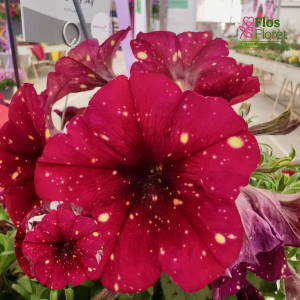 M33. Petūnija - AlpeTunia Burgundy Sky