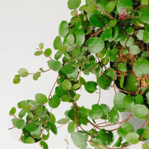 O30. Skaujošā mīlenbekija - Minero Giga