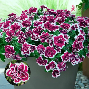 M34. Petūnija - SweetSunshine Magenta Picotee