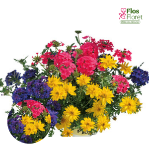 H98. Puķu maisījums - TrioMio Tweety Funk