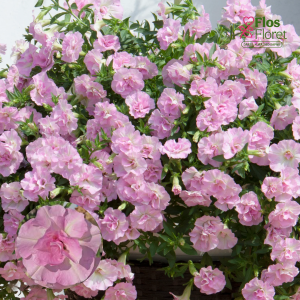 M35. Petūnija - SweetSunshine Light Pink