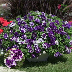 M36. Petūnija - SweetSunshine Blue Sky