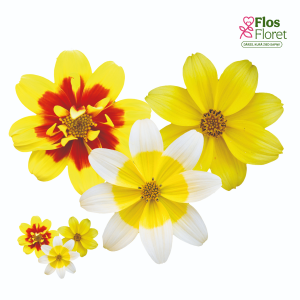 H100. Ferullapu sunītis - Taka Tuka Trio Sunshine Red