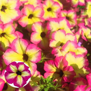 M37. Petūnija - AlpeTunia Magenta Yellow Star