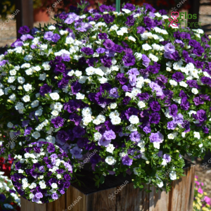 K1. Hibrīdā kalibrahoja - Calita Double Trio Blue Sky Blue Snow