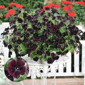 M38. Petūnija - Black Cowboy Petunia (pusnokarena)