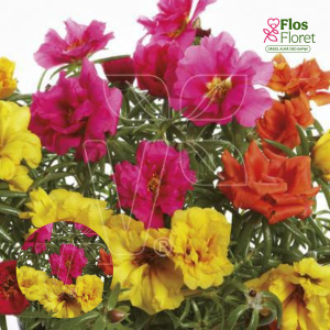K2. Lielziedu portulaka - Macarena Trio Scarlet Banana Fuchsia