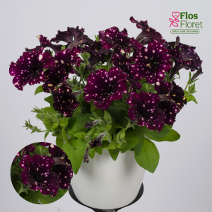 M39. Petūnija - Sparkling Night (pusnokarena)