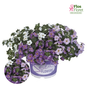 K3. Skrajā sutera - Baristo Giga Trio White Blue Pink Eye