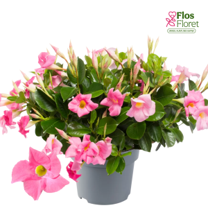 G94. Mandevilla - Diamantina Jade Rose