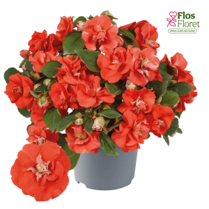 K74. Vallera balzamīne - Anniņas - Glimmer™ Orange