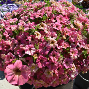 M46. Petūnija - Tea Flamingo