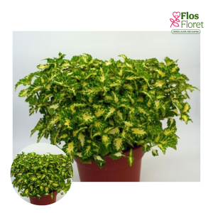 M74. Skaistnātrītes - Zugot   Yellow Green