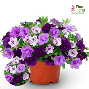 K5. Puķu maisījums - Blue Petticoat