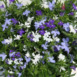 K10. Puķu maisījums - Blue Fashion