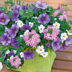 K15. Puķu maisījums - Blueberry Parfait