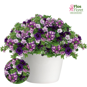 K16. Puķu maisījums - Blue Baroque