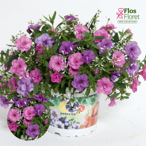 K17. Puķu maisījums - Lovely Summer