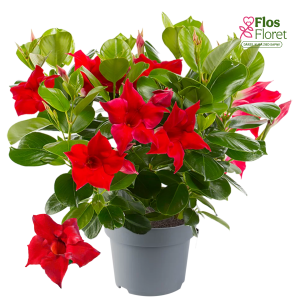 G95. Mandevilla - Diamantina Jade Scarlet
