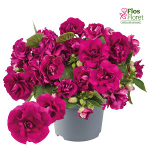 K75. Vallera balzamīne - Anniņas - Glimmer™ Burgundy